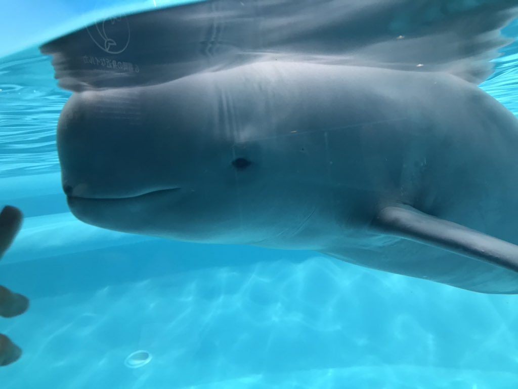 ぷれ粉 スナメリちゃんめっちゃかわいい