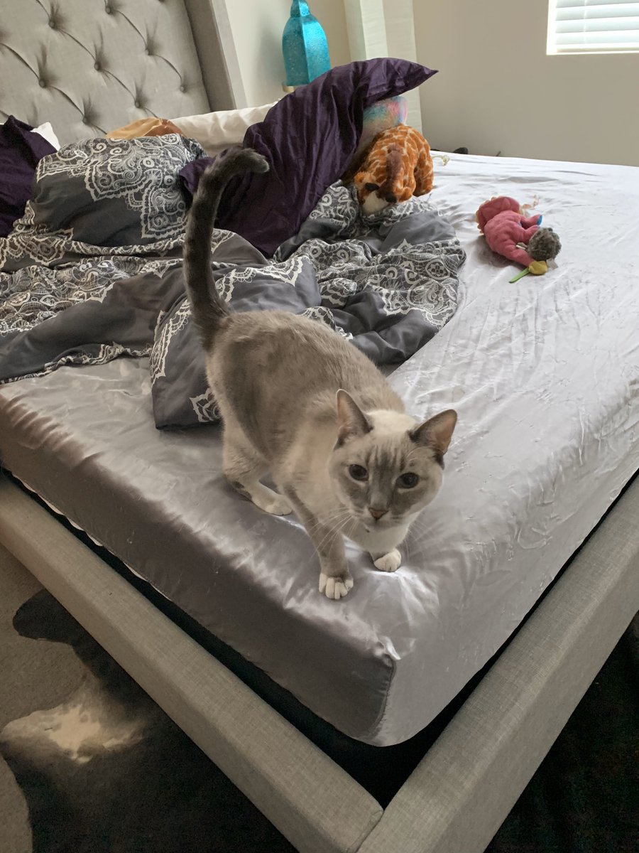 AaronJBD's tweet image. I feel broken, Ima miss you buddy