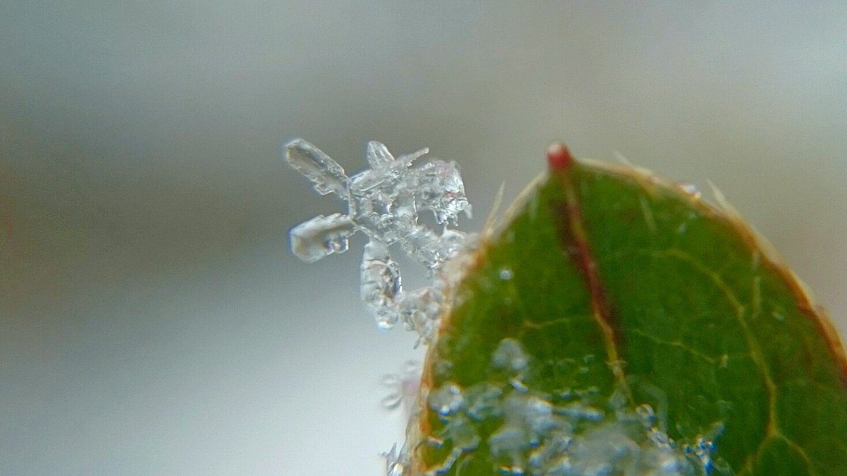 gPnDqKE0rnoMOfW's tweet photo. ❄六花の花❄

昔の人は、不香の花…とも呼んだらしい(*´-`)ﾛﾏﾝﾁｯｸ✨♪

#TLを花で一杯にしよう https://t.co/O50aTJcv8v