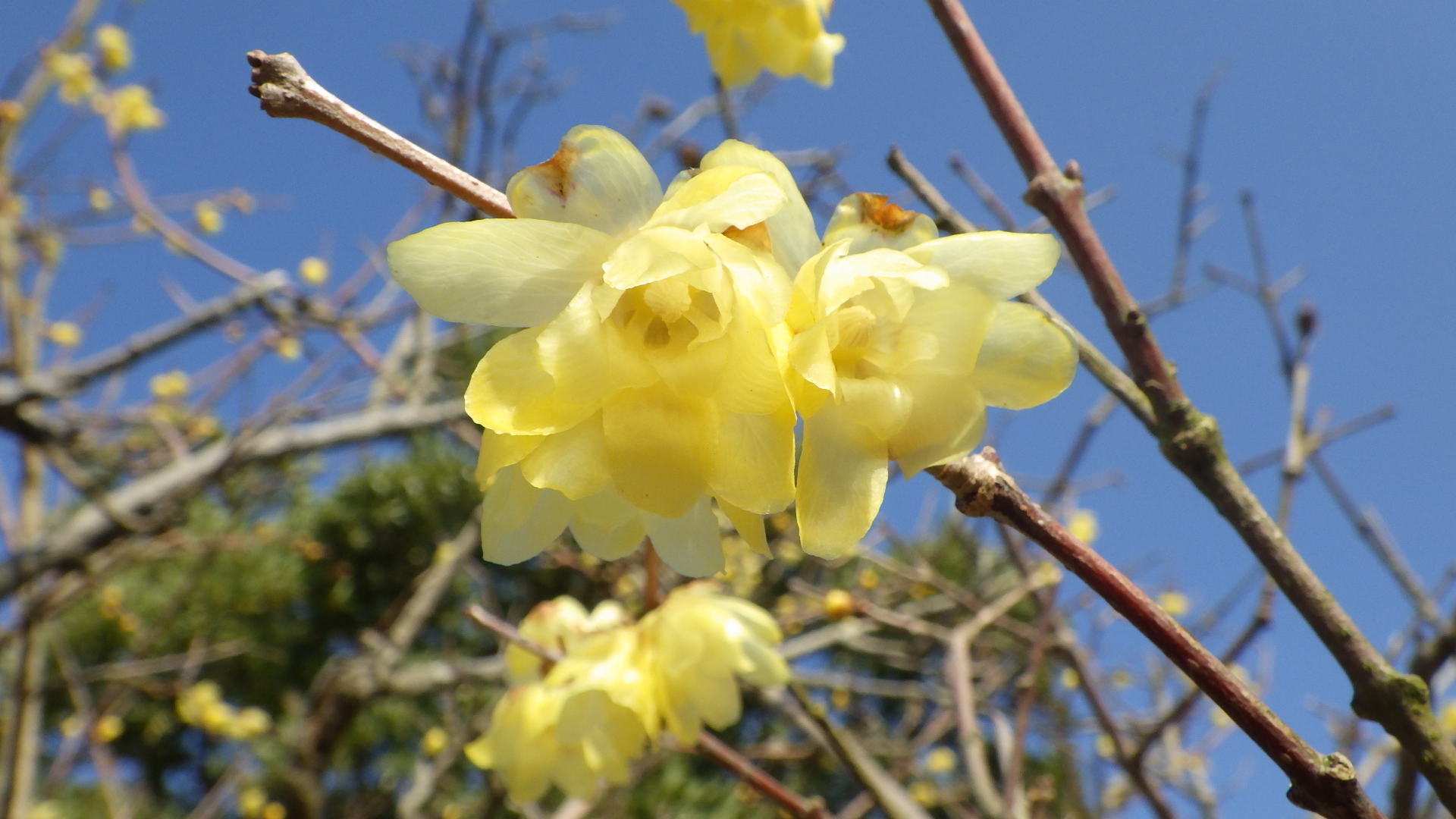 結桜★ MJ-FUYUZAKURA '20WSE | Deviser ｜株式会社ディバイザー｜長野