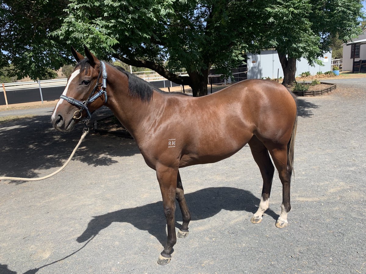 langbrosracing's tweet image. Lot 207 ⁦@mmsnippets⁩ Adelaide 2020 is our YOUR SONG x AUTOMATIC SLIM filly presented as part of the strong ⁦@RedbankNorth⁩ draft . Mare (now deceased) has had 5 to the races for 5 winners including smart QLD horses DIETERS &amp;amp; TAIKO BOOM #solidfoundationforsuccess