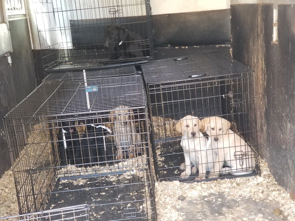 fosteringfoster's tweet photo. We took in over 50 dogs yesterday! Seized from a home in the Midlands. Can't release details, but we need support.
Vols needed to feed, clean & work on social skills
AMAZON
https://t.co/csEsWJynhD
donate via https://t.co/6N4jBtI3UJ
#fosteringfoster #RetrieverNation #labsofig https://t.co/lJ5L1XBwL8