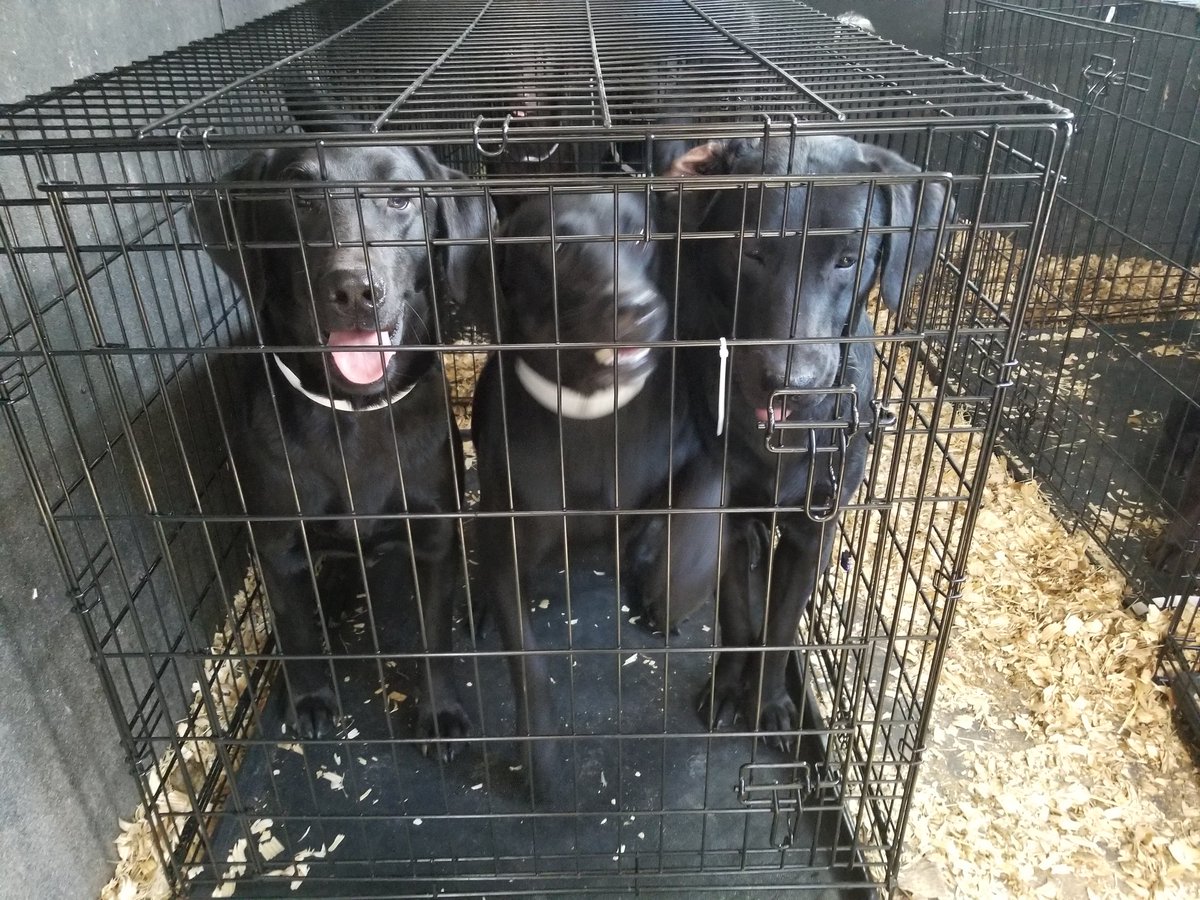 fosteringfoster's tweet photo. We took in over 50 dogs yesterday! Seized from a home in the Midlands. Can't release details, but we need support.
Vols needed to feed, clean & work on social skills
AMAZON
https://t.co/csEsWJynhD
donate via https://t.co/6N4jBtI3UJ
#fosteringfoster #RetrieverNation #labsofig https://t.co/lJ5L1XBwL8