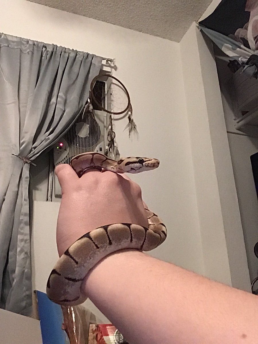 kaylathefarmer's tweet image. This is my son, his name is Billy. 🥰 #Reptile #SpiderBallPython