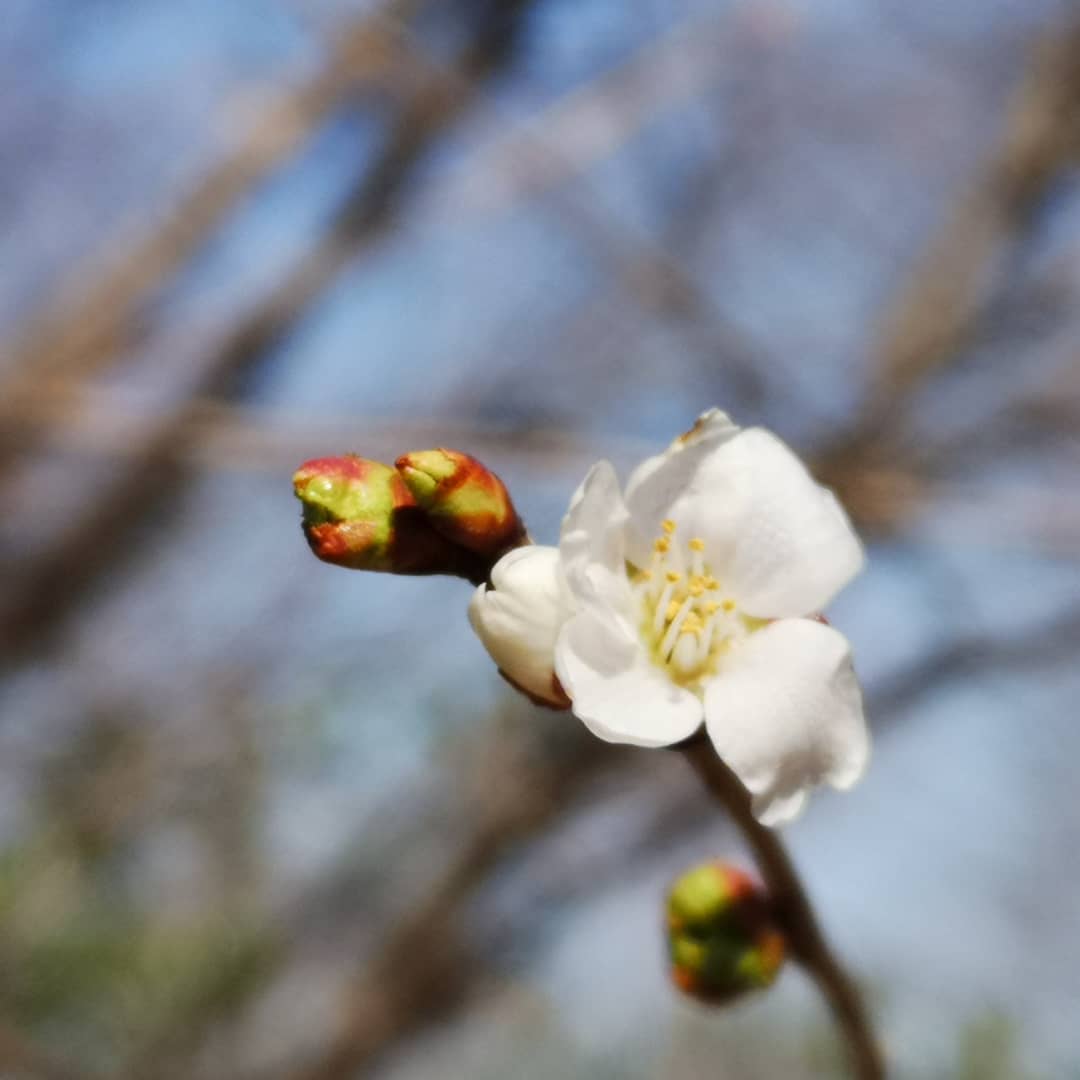 samegao77's tweet photo. 斐太歴史の里より
公園では春の花が咲き始めています
雪もすっかり消えて
散策楽しめます💕
セラピーロードで癒されて下さい🤗
#妙高市 #斐太歴史の里 #続日本100名城 #鮫ヶ尾への #春の花 #myoko #hidarekishinosato #samegaocastle https://t.co/E9vztMpXeD