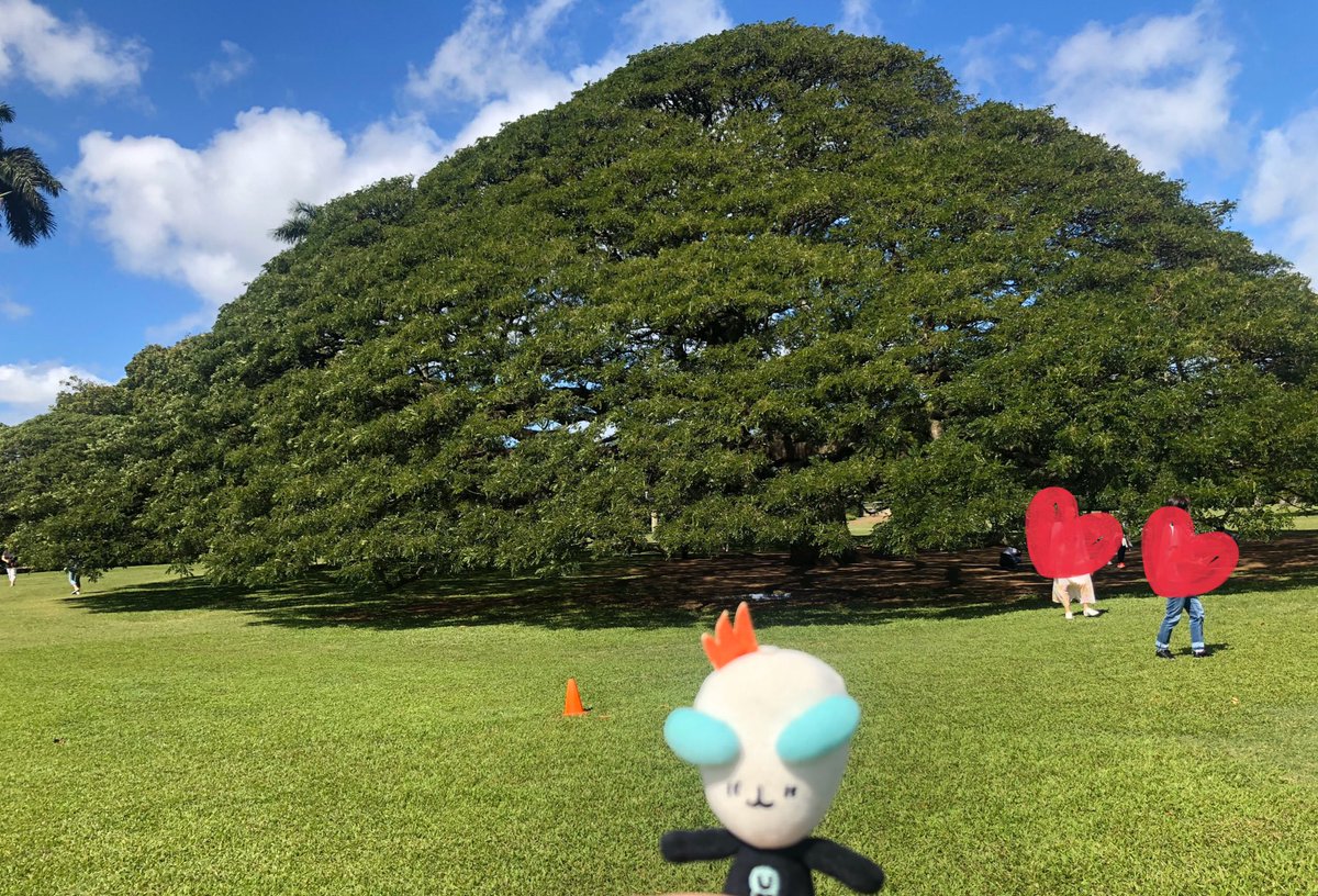 marurin_goo's tweet image. 日本人は見たい、日本人しか見ない気になる樹
大きすぎて切れる...
人が多くて、樹だけ撮るのは無理〜...観光バスが次々到着
笑笑
#日立の樹
#モンキーポッド
#monkeypod