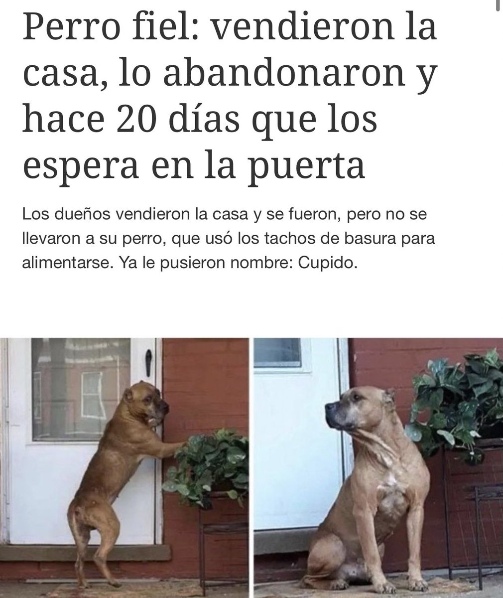 MalenaStein's tweet photo. Nunca abandonen a sus perros, hijos de puta. https://t.co/HBwI3XdYGs