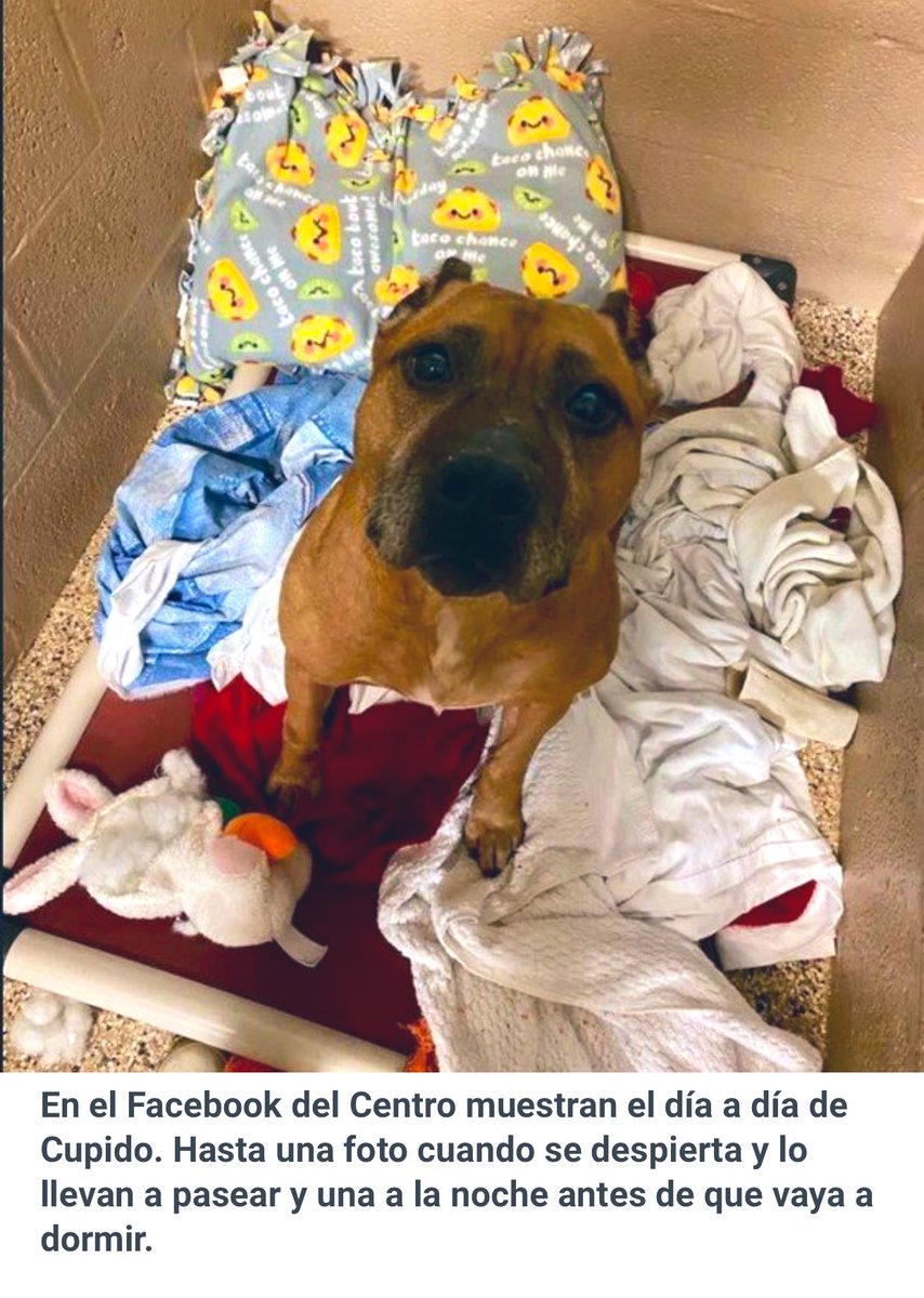 MalenaStein's tweet photo. Nunca abandonen a sus perros, hijos de puta. https://t.co/HBwI3XdYGs