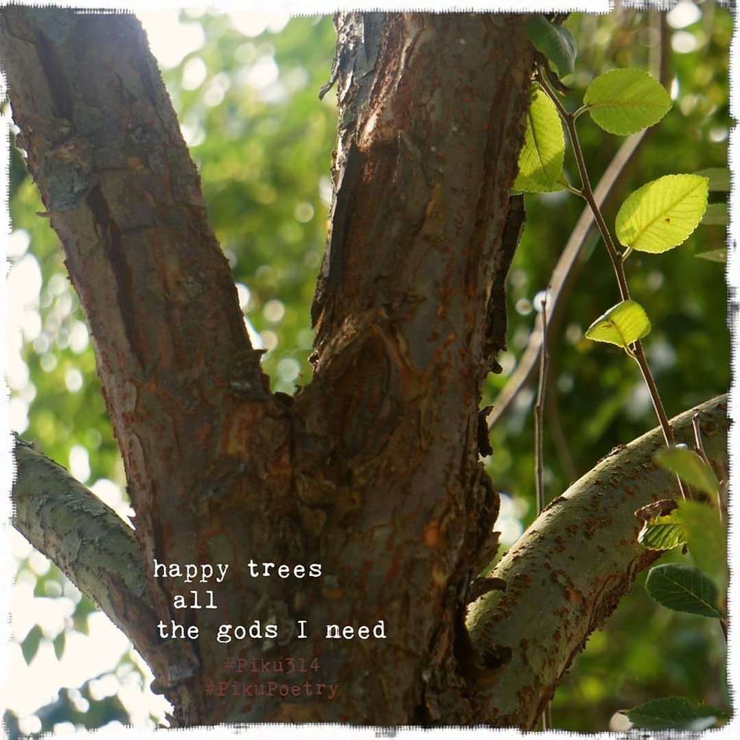 piku_poetry_314's tweet photo. It's #NationalHaikuWritingMonth!
.
#NaHaiWriMo prompt for Day 19 is #mythology
.
happy trees
all
the gods I need
.
#PikuPoetry #Pieku #poetry #poetrycommunity #haiku #senryu #haiga #shahai #piehai #piega #BeatPoetry #delaware #Piku314 #BiteSizedPoems #Binkstuff #JustDelmarvalous https://t.co/OYpeiYDDph