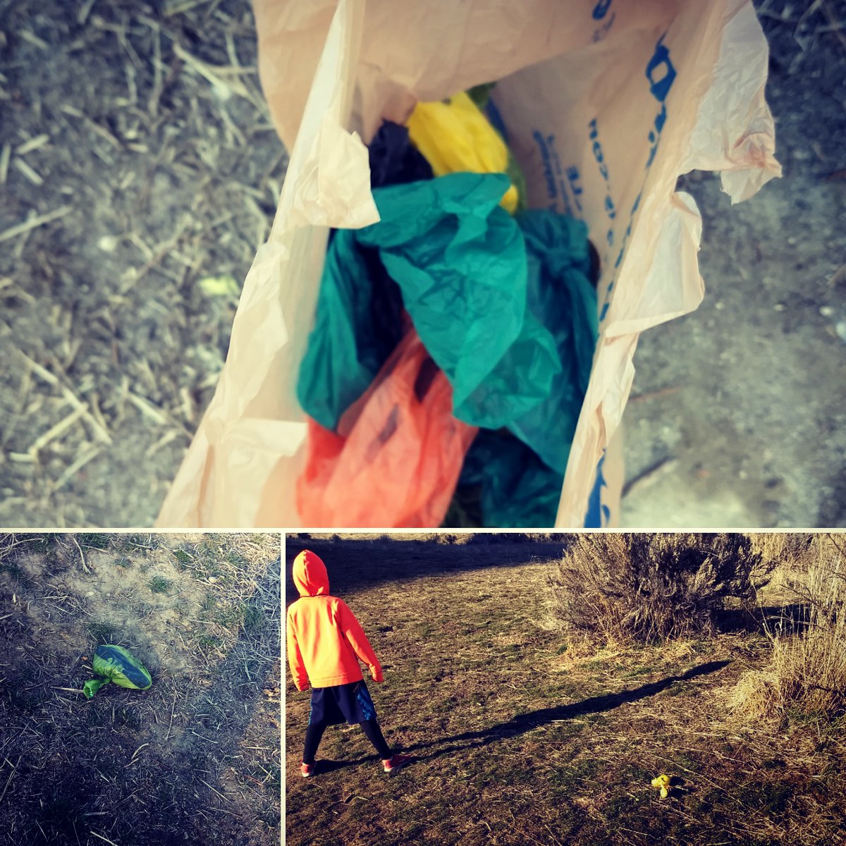 haleyrfalconer's tweet photo. OK Boise dog owners: it's not enough to pick up your dog poop and then leave the plastic bag on the trail (or in the bushes). These are the 10 bags we picked up in an hour. And my dad does this everyday. 
#dogsofinstagram #boisedogs #dogsofboise #ridgetorivers #harrisonhollow https://t.co/HG6cTM3NYI