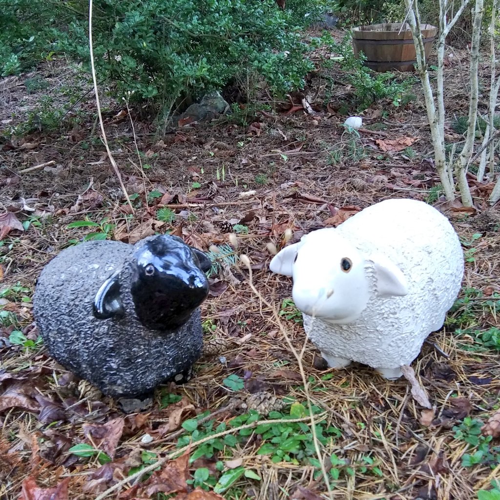 wineandhistory's tweet photo. I picked up these loves this morning at the Garden Spot Nursery. One for me and one for a gift! #baabaablacksheep #yardart #Garden #needspring https://t.co/C4BrEpSaDb