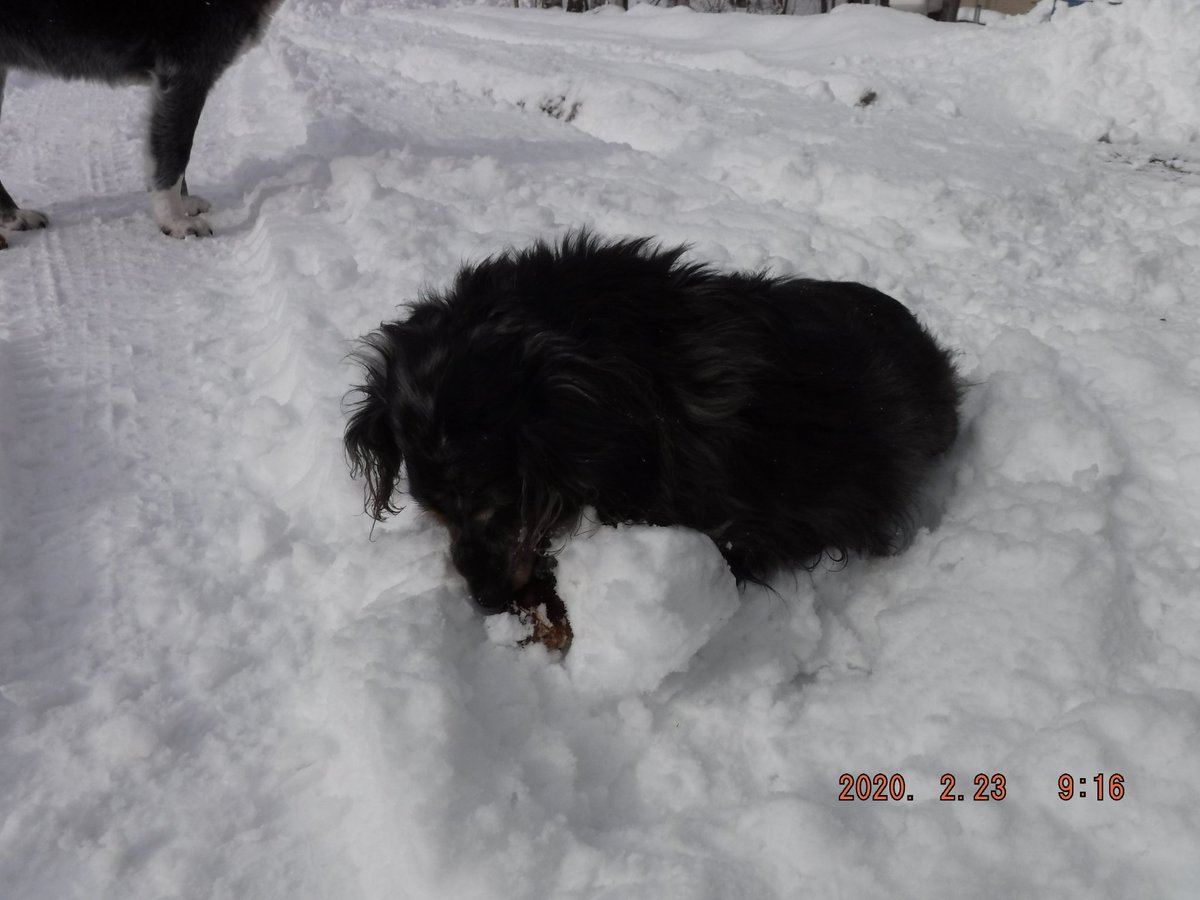 士幌フィッシングパーク 久しぶりに看板犬のちびちゃん登場 足に大きな雪玉を付けています T Co 5nmeiw1jhn 道東 十勝 管理釣場 釣堀 ルアー フライ 餌釣り