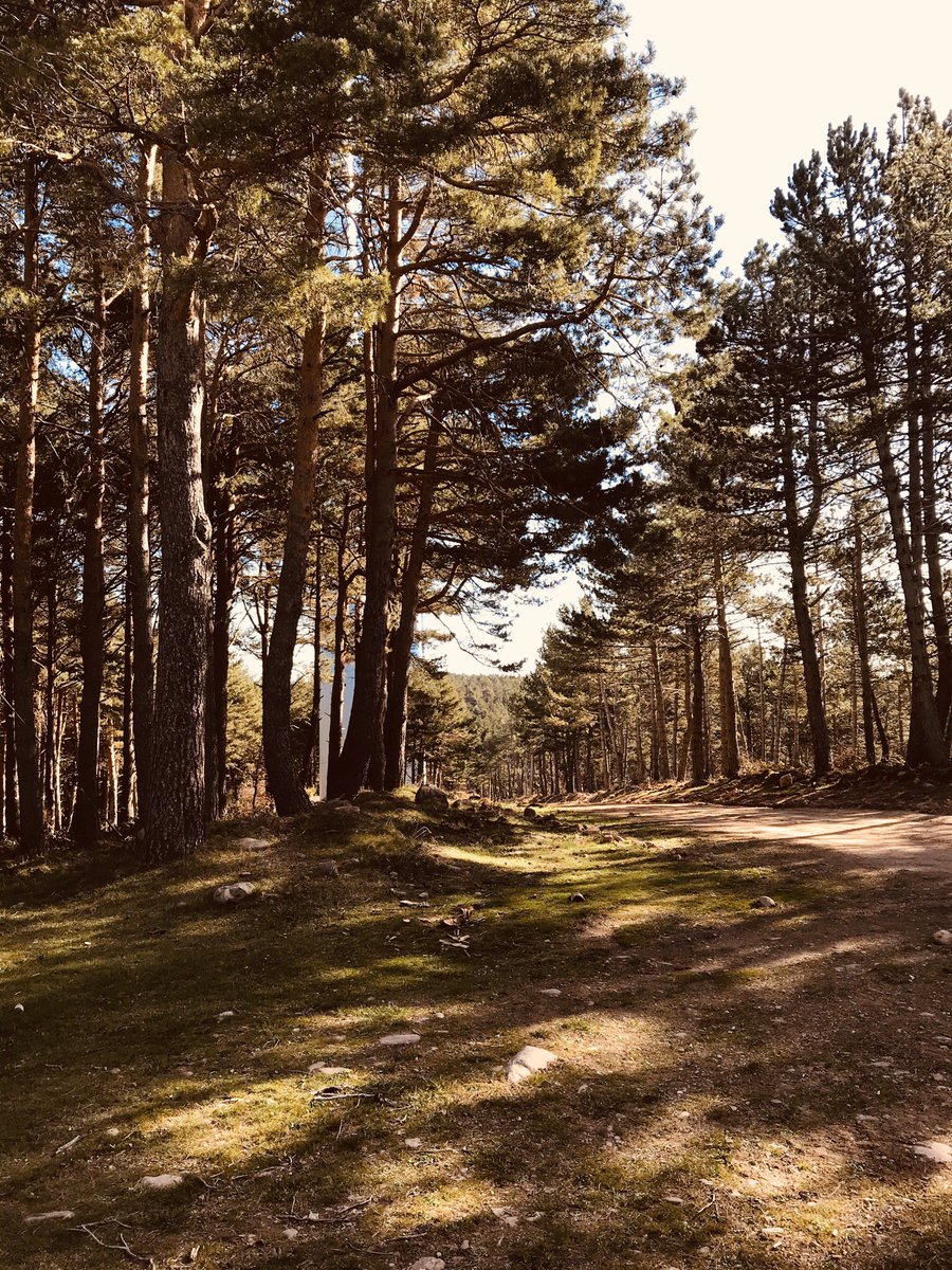 ... te cante, a la sombra de los pinos!!!! 
💃🏼💃🏼💃🏼
#trailnutrium #trailrunning #nutriciondeportiva #nutricionistadeportivo #larioja #lavilla #ocon #lavilladeocon