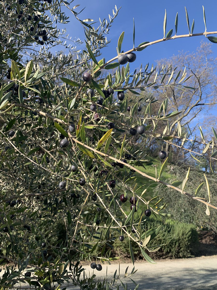 #Anniversary #Weekend #Celebration at @indianspringscalistoga. #hotSprings #northernCali #SeventeenYears #massages #mocktails <a href="/NYCKeithH/">Keith Hines</a>