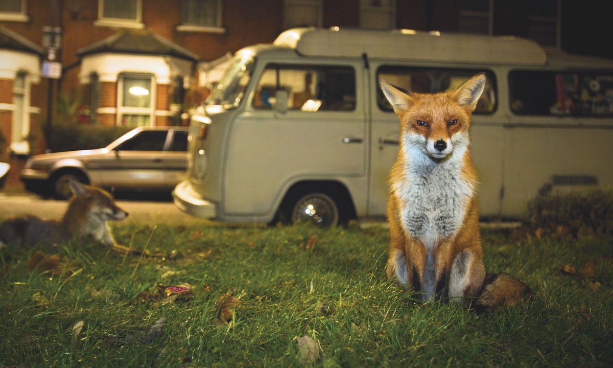 Pick up a copy of our March issue (on sale now) to find out why foxes are thriving in British cities – inc an interview with BBC Radio 4 presenter and author <a href="/zebsoanes/">Zeb Soanes</a> 

Look inside the issue: buff.ly/2IRE1uN
📷 
1&amp;3: <a href="/kylemoorephoto/">Kyle Moore</a> 
2&amp;4: <a href="/MattMaranPhoto/">Matthew Maran</a>/ <a href="/naturepl/">NaturePictureLibrary</a>