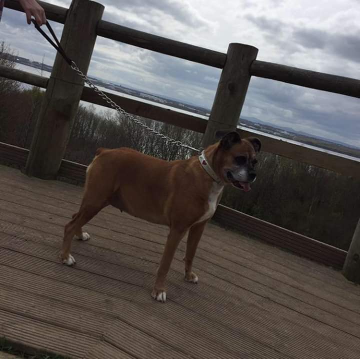 This molly my big miss her❤️❤️❤️❤️