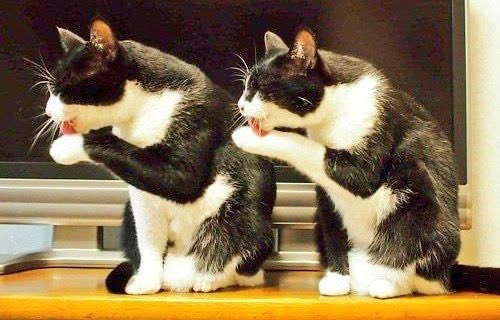 おはようニャンコ❤️❤️❤️