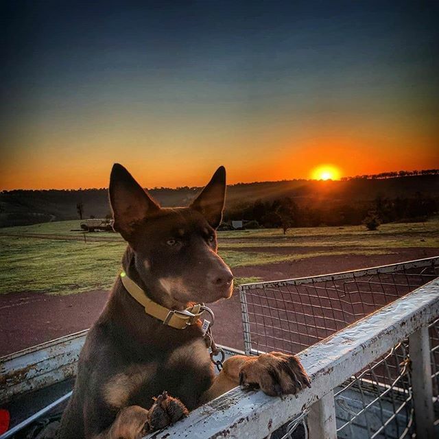 kelpiecountry's tweet photo. New Post: https://t.co/a5GmAWjymY Just a country boy riding in the back of his Ute!
.
#kelpiesofinstagram #whosagoodboy #workingdogs #kelpiesofficial #kelpie #kelpiesofaustralia #kelpiecountry #kelpielife #sunset #sunrise #kelpiekuntry #checkingonthehorses #toppaddock #redandta… https://t.co/0q0DkTDbZF