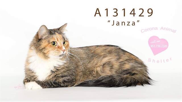 FriendsofCorona's tweet image. Purrr fect in every way. Corona Animal Shelter 
1330 Magnolia Avenue 
Corona, CA 92879
951.736.2309
 @GinnyHarman @lifeincorona @CoronaCA_ @CFAcrossings @FOXLA @NBCLA @CBSLA @CoronaPD @cityofcorona @SoCalTelevision