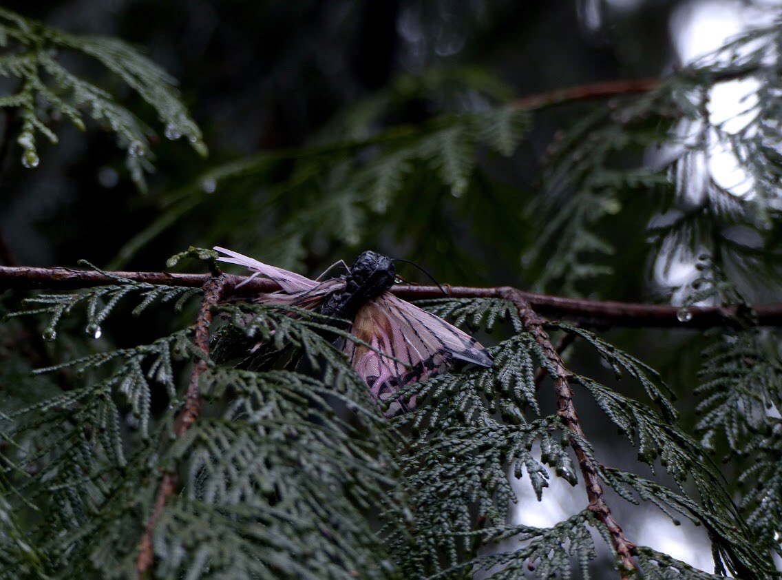 hinganai's tweet photo. Two women, gazing up at a dead butterfly in a cedar tree? As I pressed the shutter on my camera I raised my hand and gave him the peace sign. โ๐ฝ From behind his camera he raised his hand and waved back. ๐๐ฝ #stoptransmountain #notmxpipeline #climatecrisis https://t.co/MMn8dLOT5C
