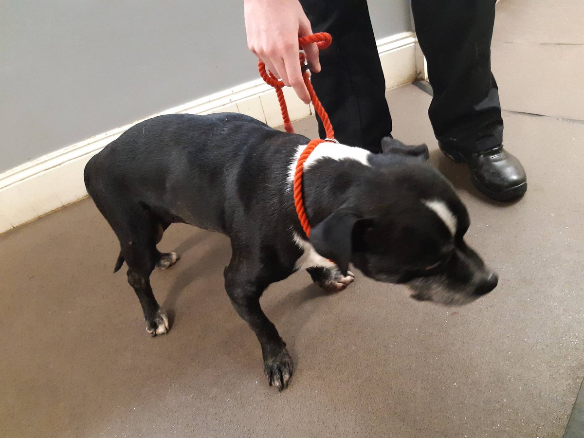 #BriggandWolds Dog found staying on Birch Avenue in Brigg. Microchip says his name is Kano. Owner contact details no longer valid. Kano has been taken to Ashby Vets at 287 Ashby Road, in Scunthorpe. Please contact them if you are or know the owner.  #doyouknowthisdog