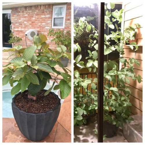 fred7285's tweet photo. Kratom tree - before and after https://t.co/ydeH5YKYQq #Kratom #IamKratom https://t.co/iNSs1YtuoG