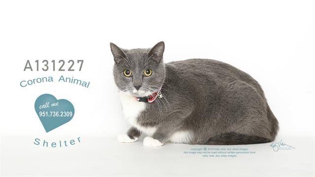 FriendsofCorona's tweet image. Happiness in a furry bundle find yours at Corona Animal Shelter 
1330 Magnolia Avenue 
Corona, CA 92879
951.736.2309
 @GinnyHarman @lifeincorona @CoronaCA_ @CFAcrossings @FOXLA @NBCLA @CBSLA @CoronaPD @cityofcorona @SoCalTelevision