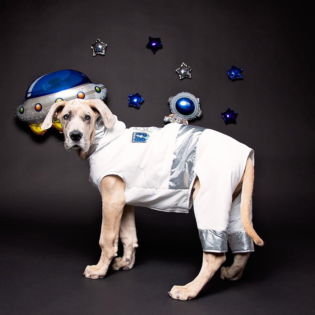 This is Scooby and he’s out of this world 🥺👽 #fortheloveofpets ptsmrt.co/AstronautSuit