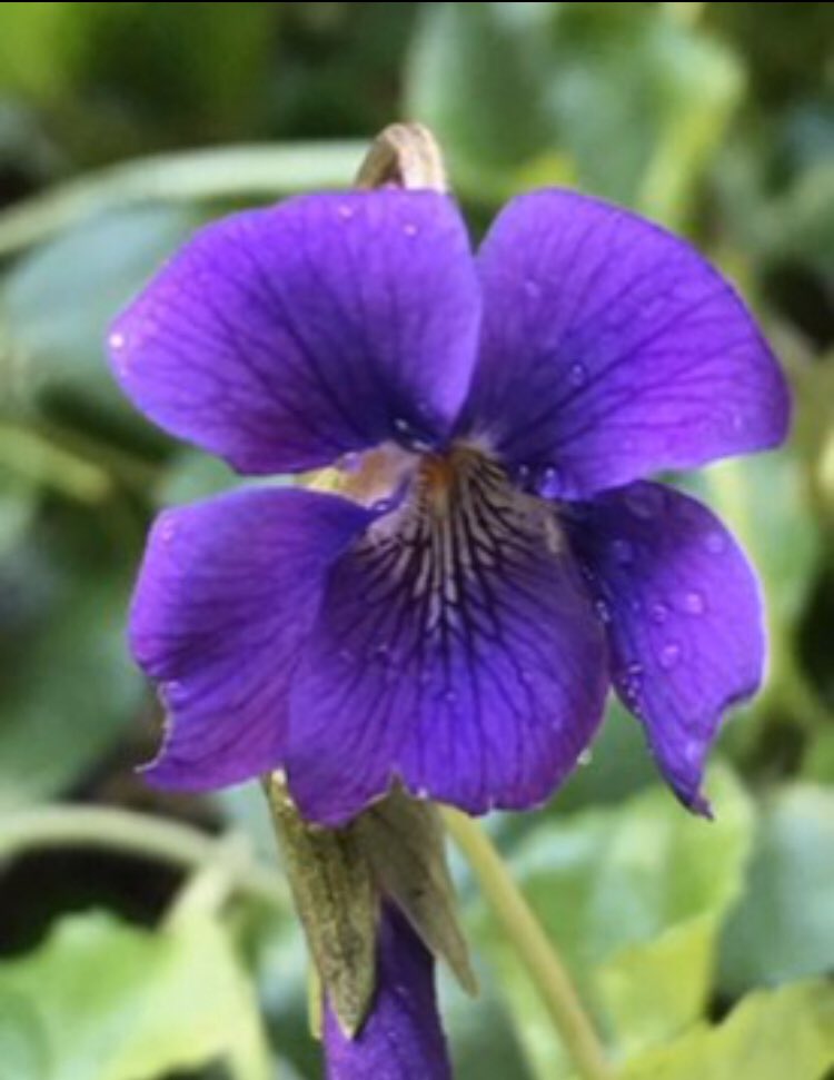 perfumer1208's tweet photo. 調香師(パフューマー) 

長年の課題であった
すみれの花を  主役とした香水

難しい  とされてきた
課題  ひとつ  ひとつに  挑戦
悲願の「すみれ物語」完成

41年の 香り人生 のなかで
自分史に残る 作品になりました https://t.co/rimpPj1u23