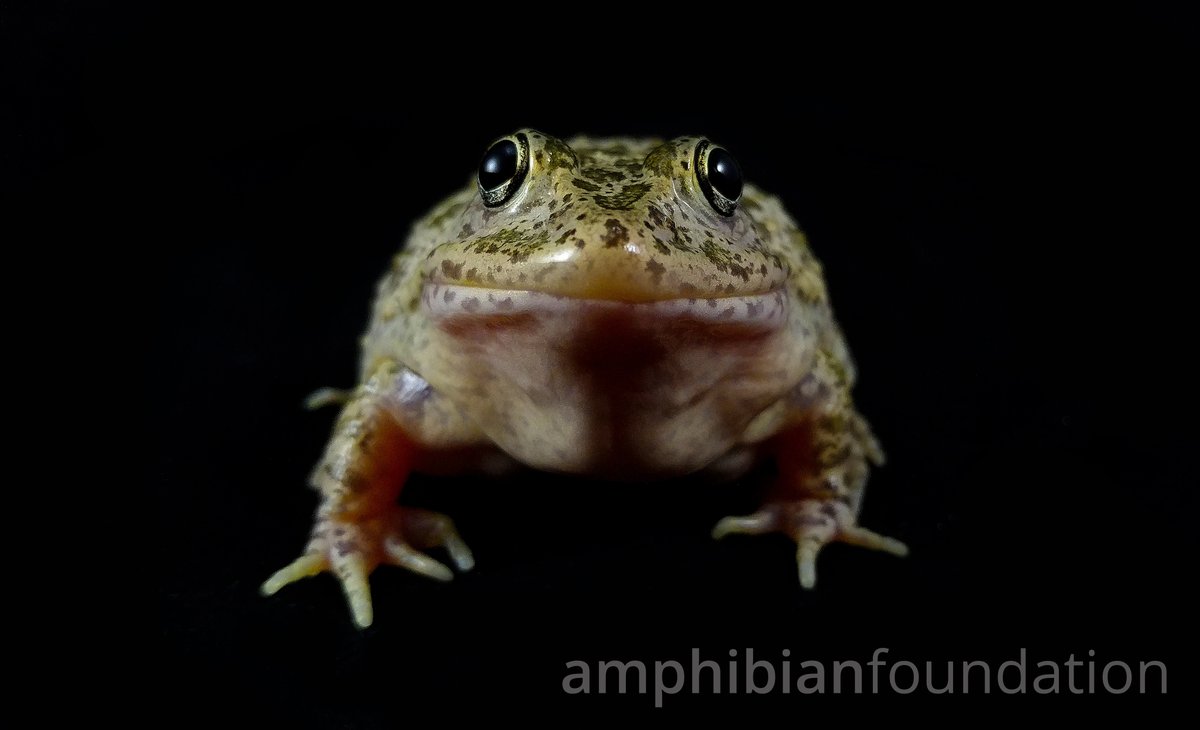 amphibianfound's tweet photo. Gopher Frog
𝑹𝒂𝒏𝒂 𝒄𝒂𝒑𝒊𝒕𝒐

In the Bridge Program for Conservation Research at AF, students contribute to the conservation of this &amp; many other amazing &amp; imperiled species.

https://t.co/buZNe5sJNz https://t.co/OUfSLnZRJ3