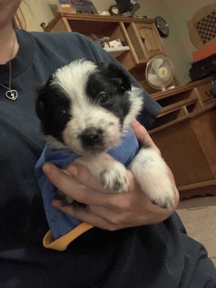 hannzmichelle's tweet photo. Hey guys! My sis is selling some Australian Shepherd puppies! Full litter mates to the cutie I’ve been posting! We have 6 left, 5 black bi colors like mine and 1 blue Merle left! Msg for more info &amp; pls rt to help these guys find forever homes!💕 https://t.co/xFeURL6nAx