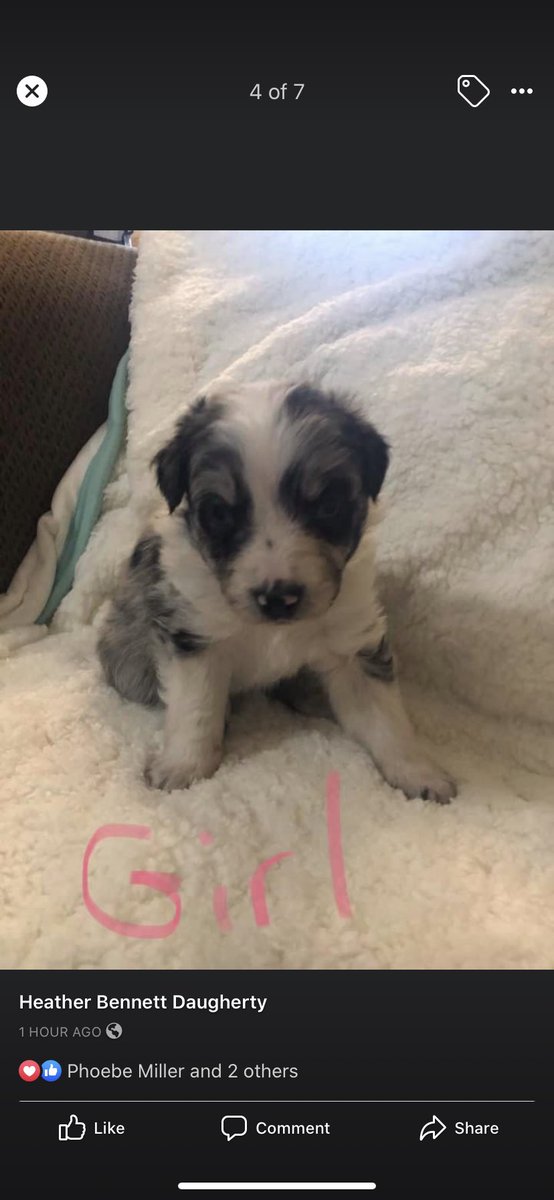 hannzmichelle's tweet photo. Hey guys! My sis is selling some Australian Shepherd puppies! Full litter mates to the cutie I’ve been posting! We have 6 left, 5 black bi colors like mine and 1 blue Merle left! Msg for more info &amp; pls rt to help these guys find forever homes!💕 https://t.co/xFeURL6nAx
