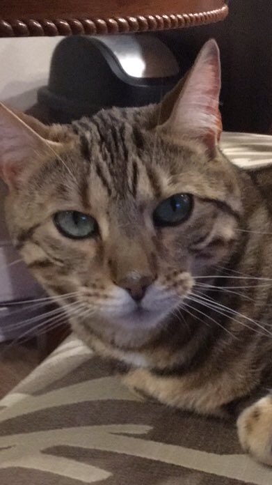 JustinT38848788's tweet photo. Don’t you find Leo looks like puss in boots? What do you think? https://t.co/03xL7YahLM