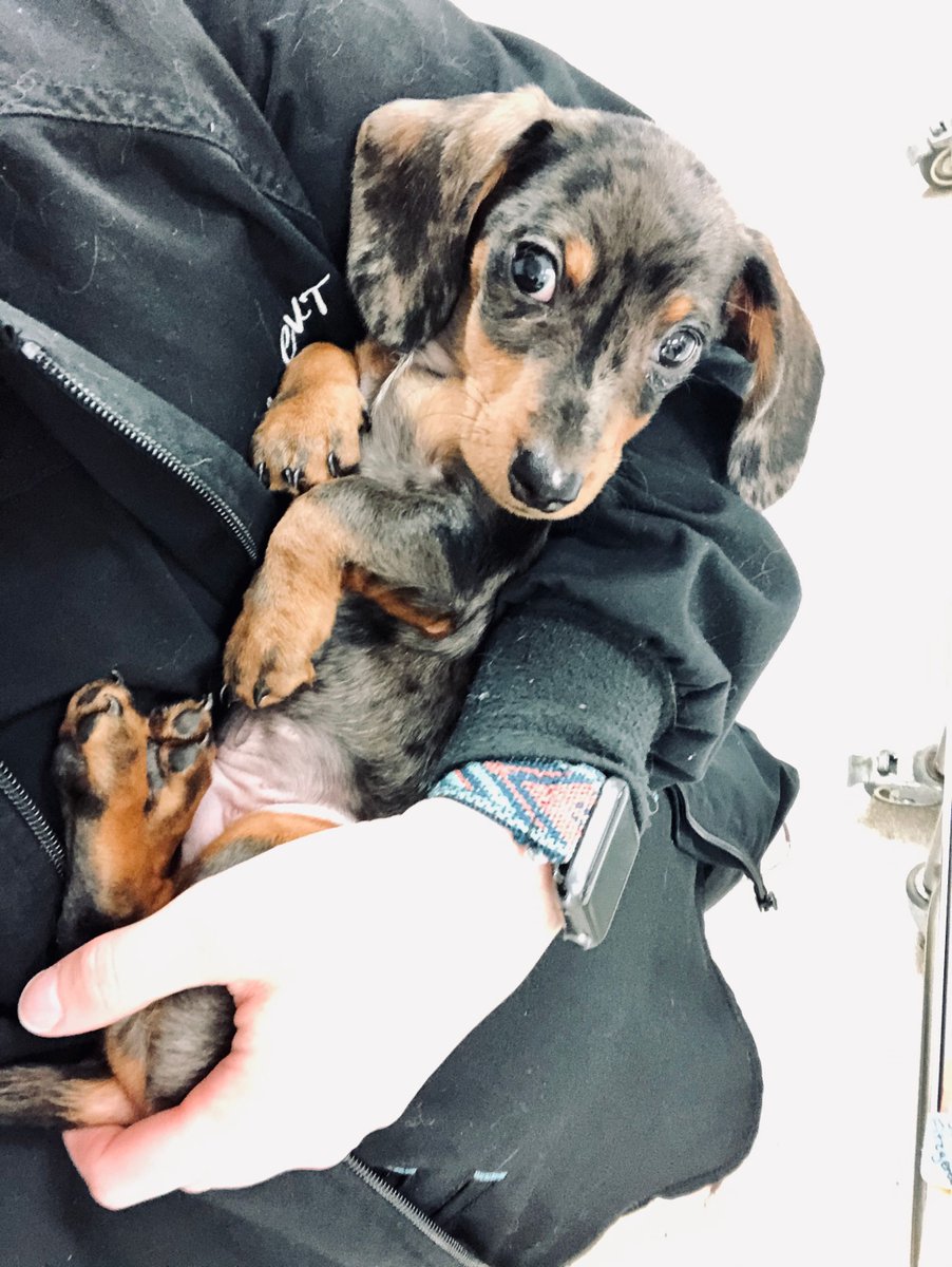 NHAH_AR's tweet photo. Who isn’t a sucker for a dachshund puppy? Welcome to North Hills, Scottie Fitzgerald! 🤩

#northhillsanimalhospitalar #sherwoodar #dogsofinstagram #instapuppy #dogoftheday #doglover #doglife #veterinaryclinic #dogsofsherwood #barkansas #dogsofarkansas #arkansasdogs #dogtor https://t.co/0yjsPcsgVM