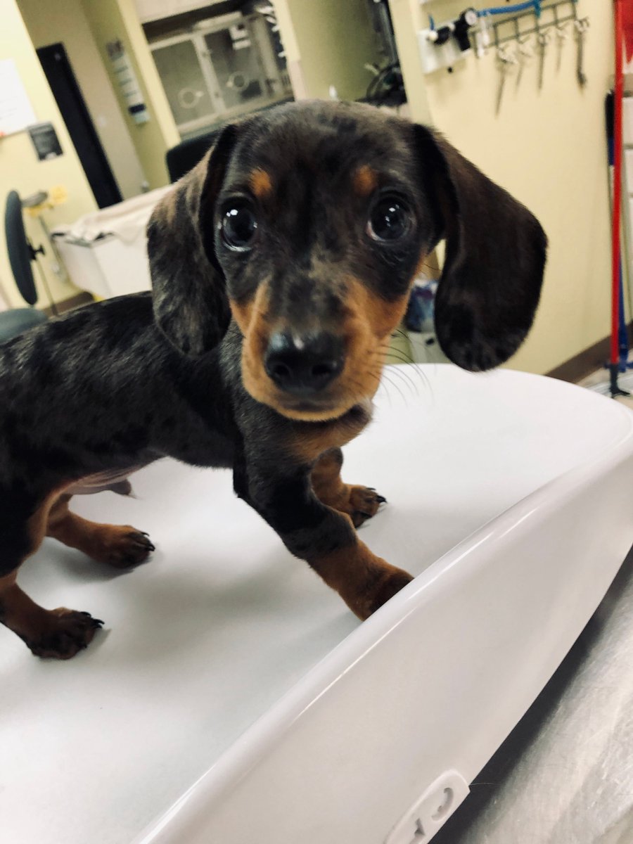 NHAH_AR's tweet photo. Who isn’t a sucker for a dachshund puppy? Welcome to North Hills, Scottie Fitzgerald! 🤩

#northhillsanimalhospitalar #sherwoodar #dogsofinstagram #instapuppy #dogoftheday #doglover #doglife #veterinaryclinic #dogsofsherwood #barkansas #dogsofarkansas #arkansasdogs #dogtor https://t.co/0yjsPcsgVM