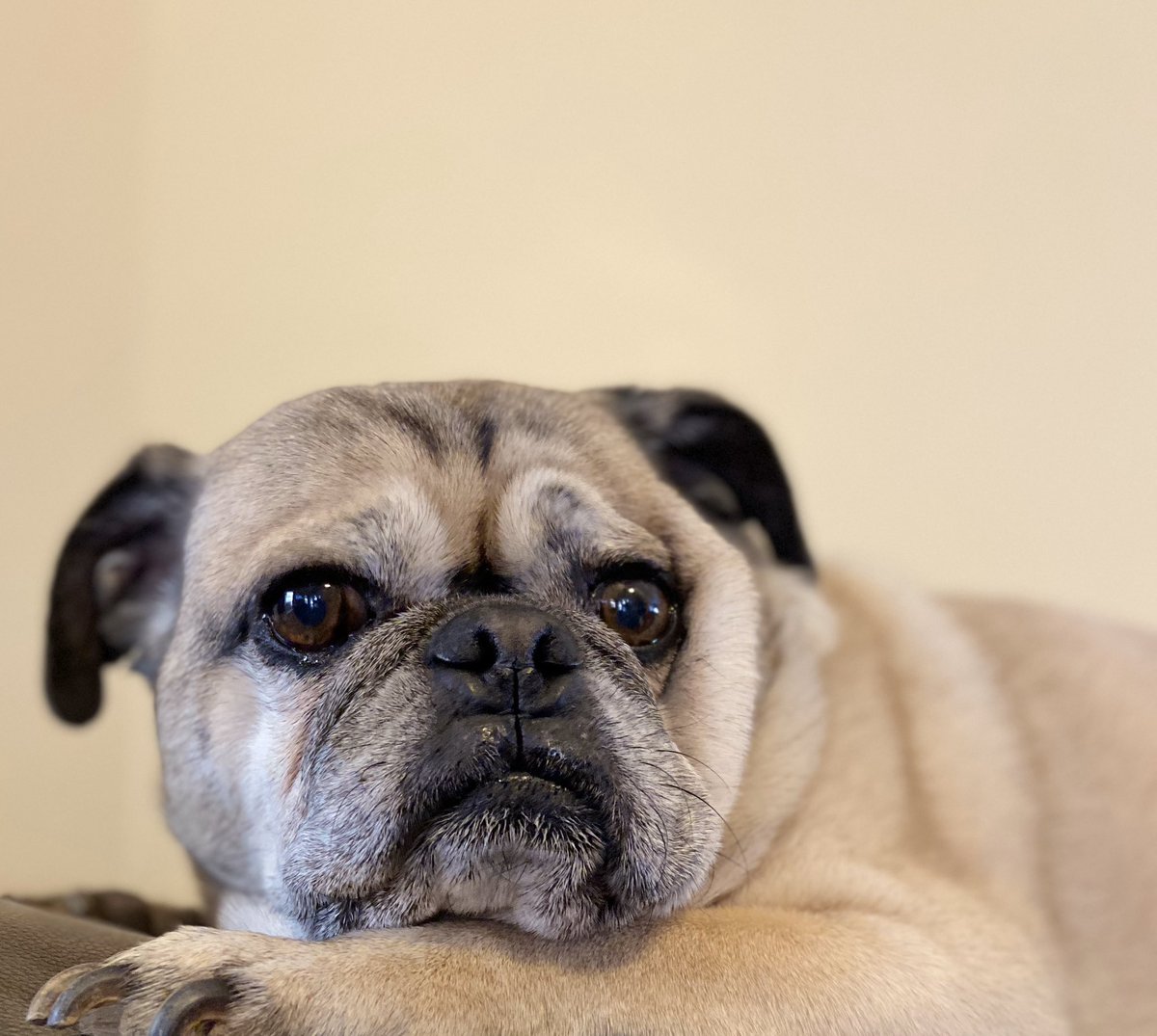 indiana_pug's tweet image. Mom got a new phone today. I’m a super model now. #iphone11 #portraitmode #pugmodel