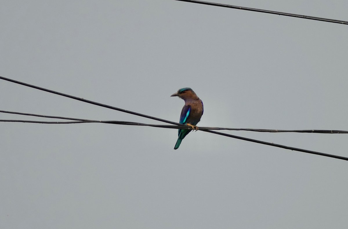 美しい鳥なのに綺麗に撮れなかったのが悔やまれる😔
＃インドブッポウソウ
＃IndianRoller
＃タイ探鳥旅行