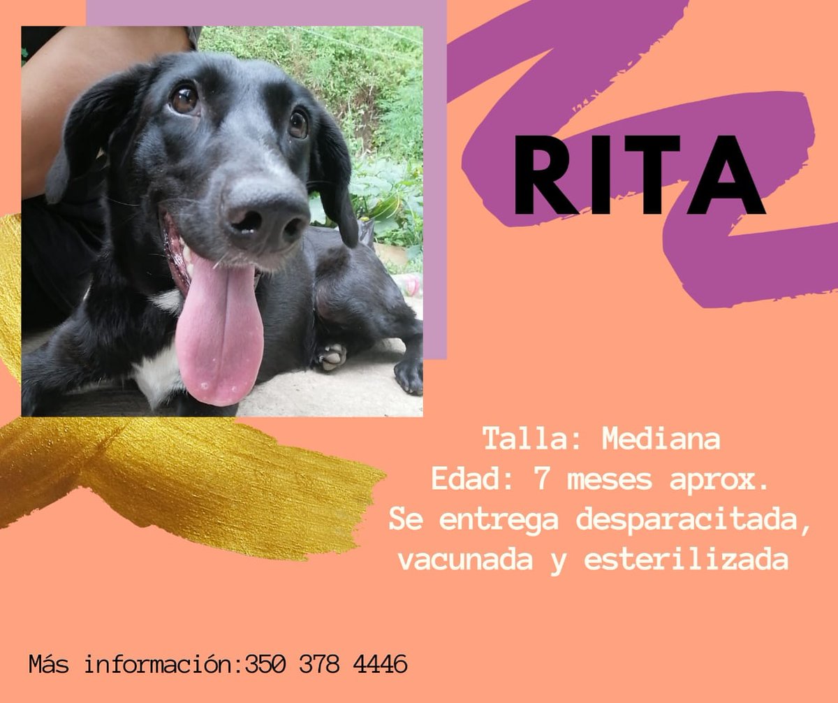 #BuscaUnHogar 🔊🙏🐾🐶
La hermosa Rita continúa creciendo en guardería y esperando una familia amorosa para siempre...😪 ayúdanos a difundir,  entre tus contactos se puede encontrar esa oportunidad que tanto soñamos 😉 se entrega esterilizada ,con vacunas al día y compromisos.