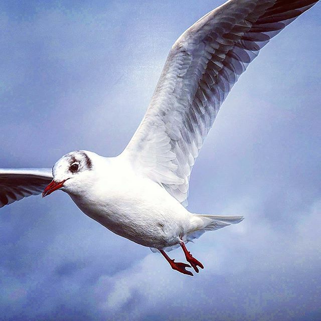 nicahat's tweet photo. Just #flappingabout in #emsworth #samsungs10 https://t.co/8hFeZgZOpv https://t.co/bbeGOSahfe