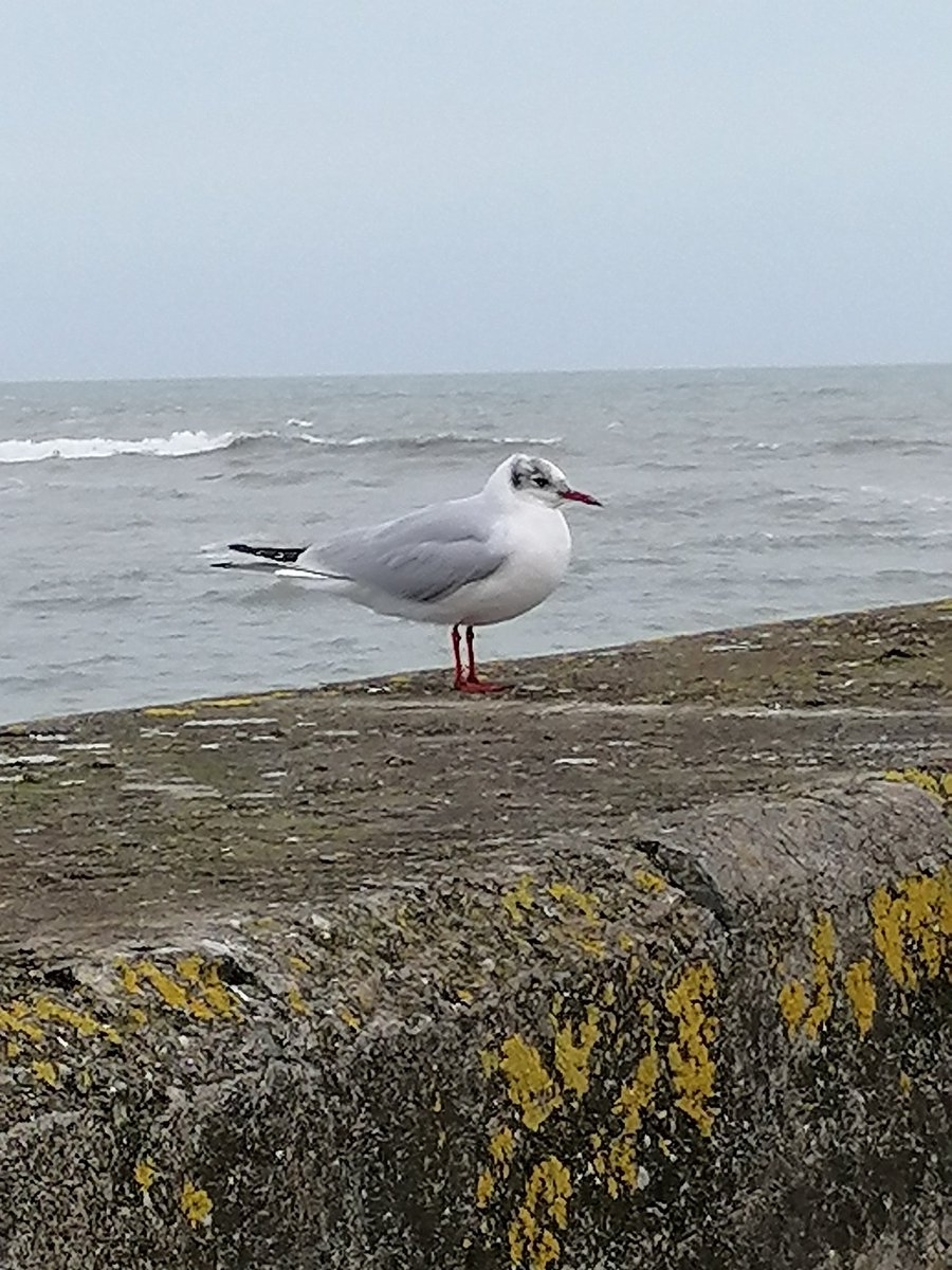 Irishshin's tweet photo. Day 52 &amp; 53
Decided to take photos of paths instead of trees.. But went to Ballycotton today...
#100daysofwalking #100daysofwalkingincork https://t.co/a3mHEmxMDu