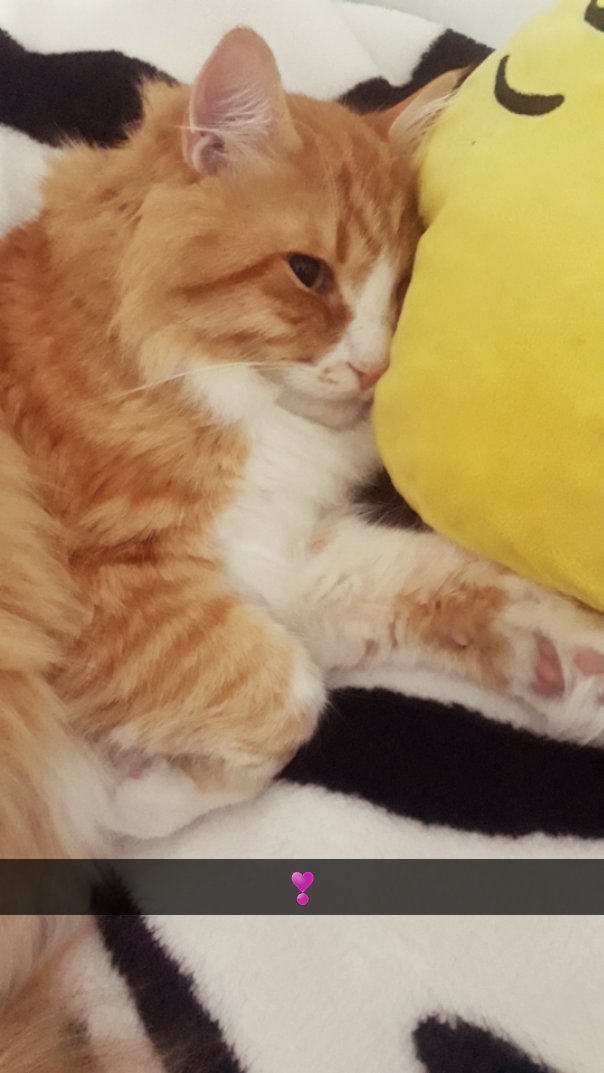 ZehraAdymn's tweet photo. Minik kuşum💛
@KediOzelHarekat @patilerim_  @kedicikgifs https://t.co/A1pJlrTdRs