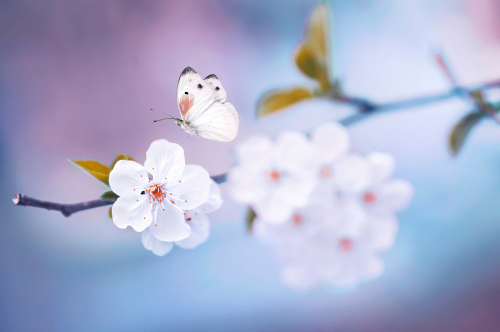 BethFratesMD's tweet image. "It's not what you look at that matters, it's what you see."
Henry David Thoreau

#SaturdayMorning #SaturdayThoughts #satchat #IAM #QOTD