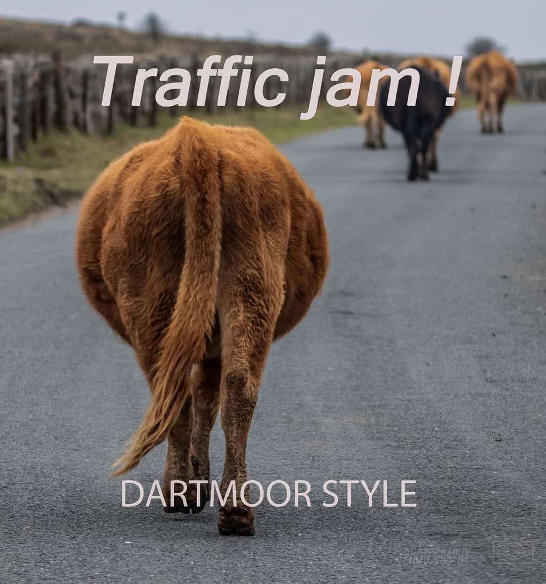 👍Simon J wood 🖐 (@swphotography01) on Twitter photo The lovely beasts would not move over for us earlier today. <a href="/RangerDartmoor/">Dartmoor Rangers</a> @Wishthounddays <a href="/GoDartmoor/">DartmoorNationalPark</a> <a href="/Dartmoor_Hour/">DartmoorHour</a> <a href="/DartmoorDevon/">DartmoorNationalPark</a> <a href="/dartmoorimages/">dartymour</a> <a href="/dartmoornpa/">Dartmoor National Park</a> <a href="/VisitDartmoor/">VisitDartmoor</a> <a href="/whatsondevon/">What's On Devon</a> <a href="/VisitDevon/">Visit Devon</a> The lovely beasts would not move over for us earlier today. <a href="/RangerDartmoor/">Dartmoor Rangers</a> @Wishthounddays <a href="/GoDartmoor/">DartmoorNationalPark</a> <a href="/Dartmoor_Hour/">DartmoorHour</a> <a href="/DartmoorDevon/">DartmoorNationalPark</a> <a href="/dartmoorimages/">dartymour</a> <a href="/dartmoornpa/">Dartmoor National Park</a> <a href="/VisitDartmoor/">VisitDartmoor</a> <a href="/whatsondevon/">What's On Devon</a> <a href="/VisitDevon/">Visit Devon</a>