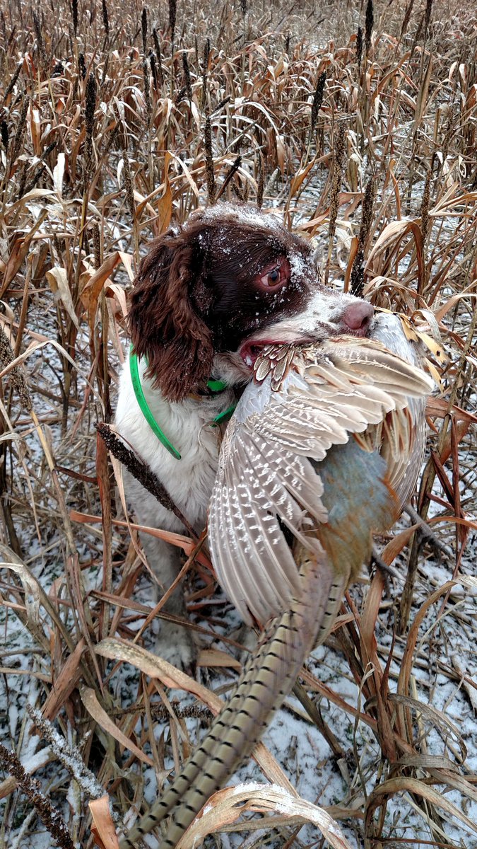 4ruger's tweet photo. Off season but one of my favorite pictures of AKC Master Hunter Jake. https://t.co/CErDdtk7Tp