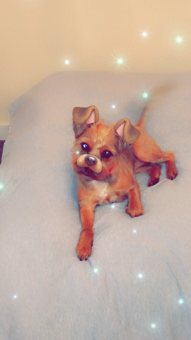 ashley99022285's tweet photo. My dog skye https://t.co/1bvs5H3lHy