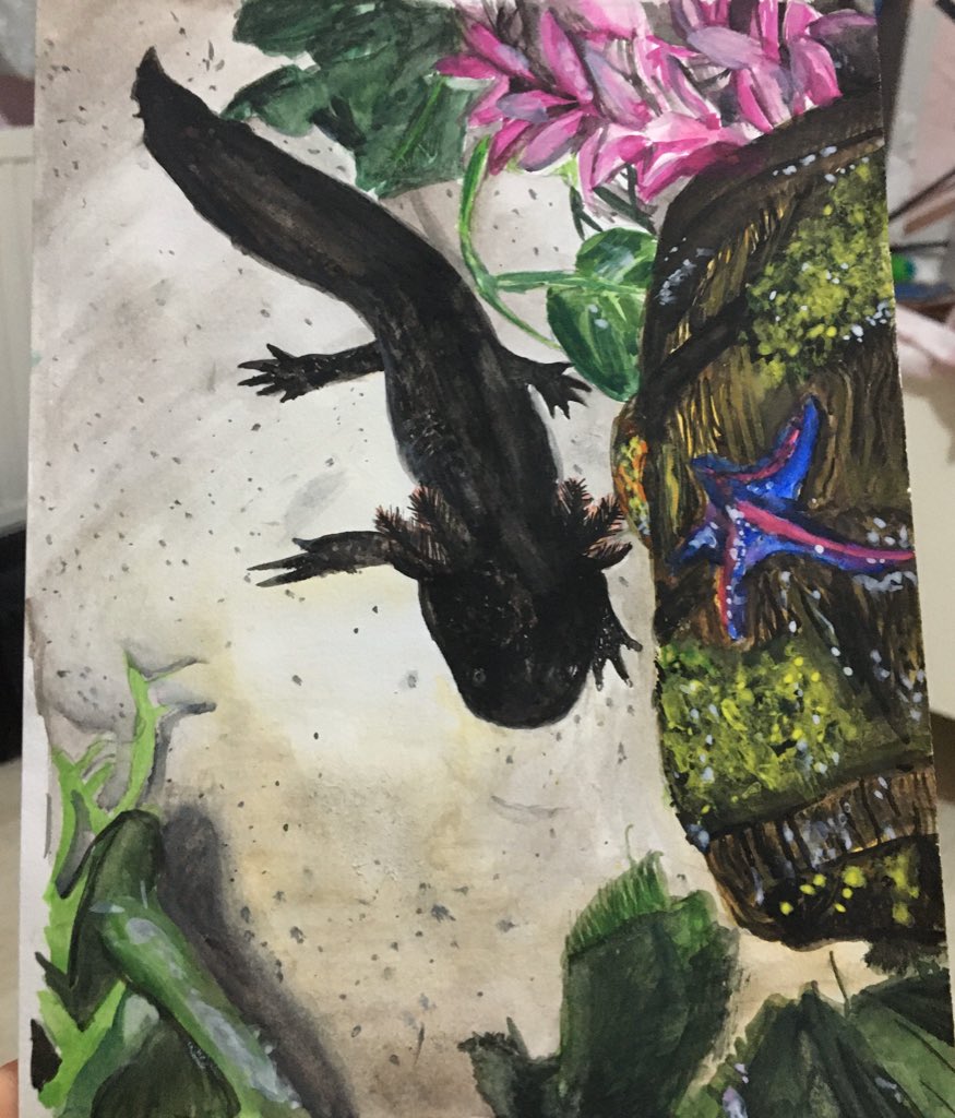 TMorgan_mx's tweet photo. It’s been a while but I’ve been busy on two new art pieces 😀 one is in pencil and the other in watercolour paints. They’re messy as I’m still improving everyday, but I’m proud of them none the less 
#art #duck #axolotl #artist #youngartist #drawing #painting #watercolour #water https://t.co/EwkXodiwmy