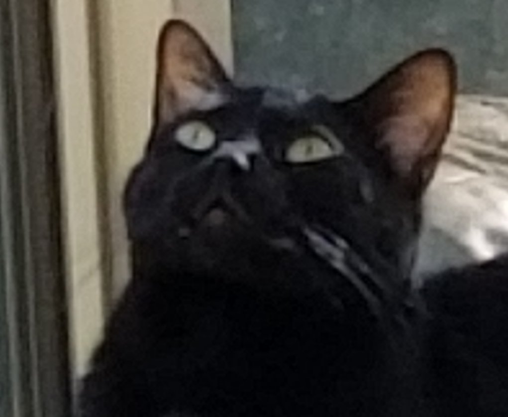 othrunner99's tweet image. #Caturday