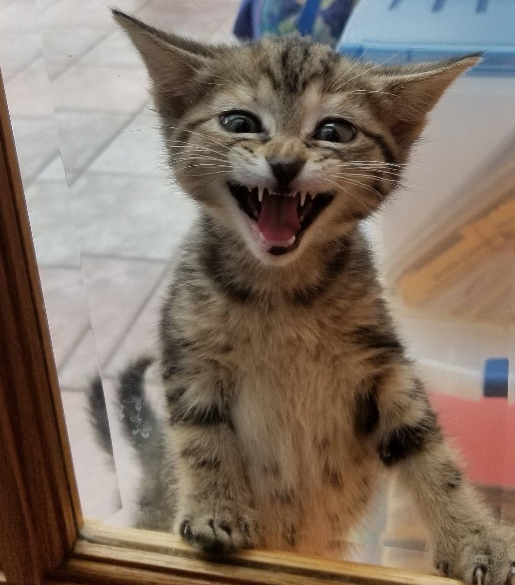 othrunner99's tweet image. #Caturday