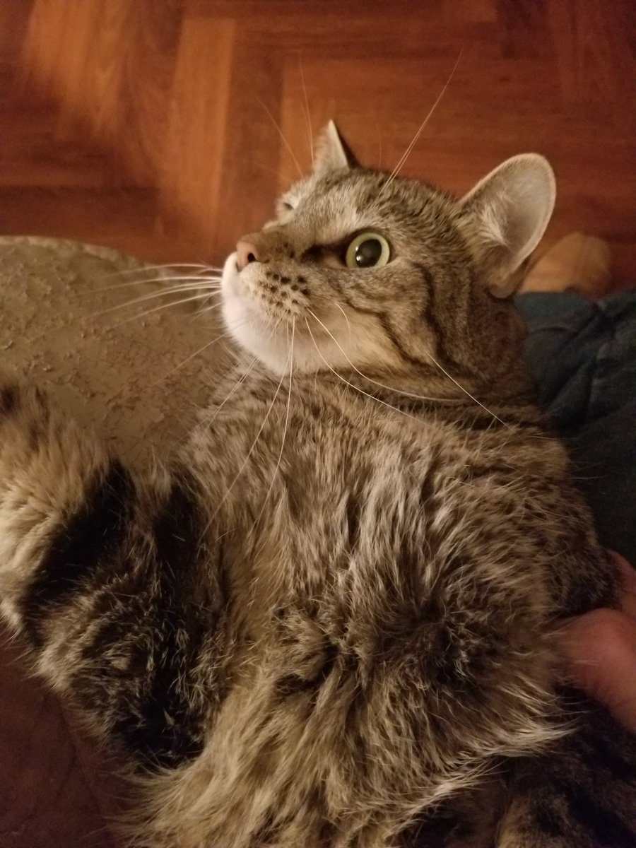 othrunner99's tweet image. #Caturday