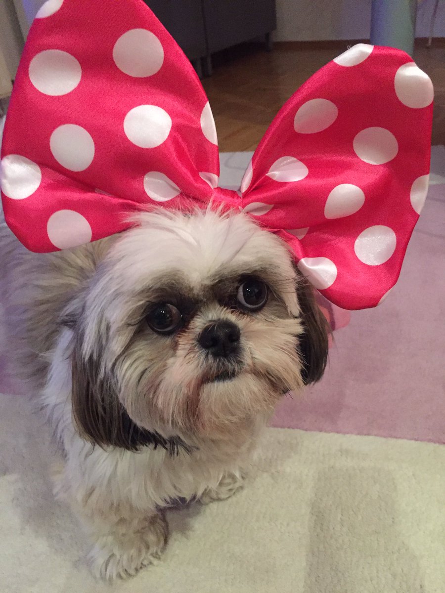 LilliKlein100's tweet photo. #karneval2020 I AM READY 🥳🐶🎊🎉 #aalaf und #helau #carnevale2020 #Carnevale #shihtzulilli #shihtzu #dogsoftwitter #dogs #DogLover #Carnaval #dogsofinstagram #dogsarefamily https://t.co/q8NbMUoL7T